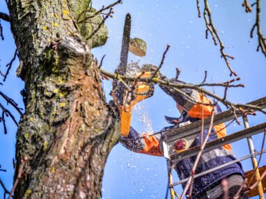 tree pruning in the spring